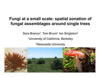 Fungi at a small scale: spatial zonation of
fungal assemblages around single trees!
Sara Branco1, Tom Bruns1, Ian Singleton2
1University of California, Berkeley
2Newcastle University
Nhu Nguyen
 
