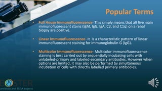 Popular Terms
• Full House immunofluorescence- This simply means that all five main
immunofluorescent stains (IgM, IgG, IgA, C3, and C1q) on a renal
biopsy are positive.
• Linear Immunofluorescence- It is a characteristic pattern of linear
immunofluorescent staining for immunoglobulin G (IgG).
• Multicolor Immunofluorescence- Multicolor immunofluorescence
staining is best carried out by sequentially incubating cells with
unlabeled-primary and labeled-secondary antibodies. However when
options are limited, it may also be performed by simultaneous
incubation of cells with directly labelled primary antibodies.
 