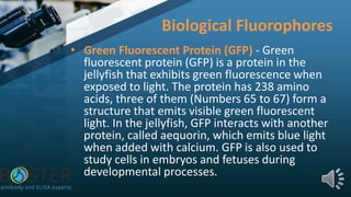 Biological Fluorophores
• Green Fluorescent Protein (GFP) - Green
fluorescent protein (GFP) is a protein in the
jellyfish that exhibits green fluorescence when
exposed to light. The protein has 238 amino
acids, three of them (Numbers 65 to 67) form a
structure that emits visible green fluorescent
light. In the jellyfish, GFP interacts with another
protein, called aequorin, which emits blue light
when added with calcium. GFP is also used to
study cells in embryos and fetuses during
developmental processes.
 