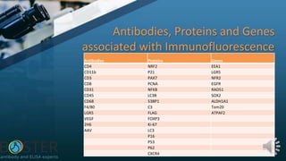 Antibodies, Proteins and Genes
associated with Immunofluorescence
Antibodies Proteins Genes
CD4 NRF2 EEA1
CD11b P21 LGR5
CD3 PAX7 NFR2
CD8 PCNA EGFR
CD31 NFKB RAD51
CD45 LC3B SOX2
CD68 53BP1 ALDH1A1
F4/80 C3 Tom20
LGR5 FLAG ATPAF2
VEGF FOXP3
2H6 Ki-67
AAV LC3
P16
P53
P62
CXCR4
 