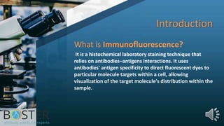 Introduction
What is Immunofluorescence?
It is a histochemical laboratory staining technique that
relies on antibodies–antigens interactions. It uses
antibodies' antigen specificity to direct fluorescent dyes to
particular molecule targets within a cell, allowing
visualization of the target molecule's distribution within the
sample.
 
