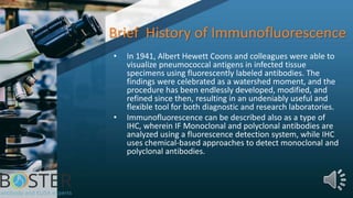 Brief History of Immunofluorescence
• In 1941, Albert Hewett Coons and colleagues were able to
visualize pneumococcal antigens in infected tissue
specimens using fluorescently labeled antibodies. The
findings were celebrated as a watershed moment, and the
procedure has been endlessly developed, modified, and
refined since then, resulting in an undeniably useful and
flexible tool for both diagnostic and research laboratories.
• Immunofluorescence can be described also as a type of
IHC, wherein IF Monoclonal and polyclonal antibodies are
analyzed using a fluorescence detection system, while IHC
uses chemical-based approaches to detect monoclonal and
polyclonal antibodies.
 
