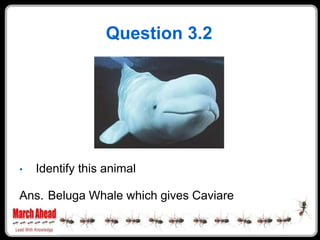 Question 3.2




    Identify this animal
•

Ans. Beluga Whale which gives Caviare
 