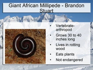 Giant African Millipede - Brandon Stuart ,[object Object],[object Object],[object Object],[object Object],[object Object]