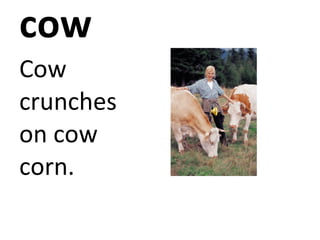 cow Cow crunches on cow corn.