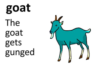 goat The goat gets gunged .