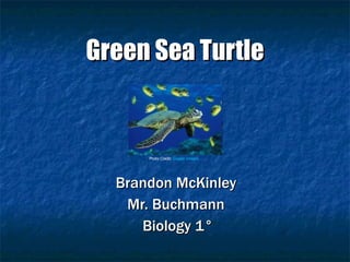 Green Sea Turtle Brandon McKinley  Mr. Buchmann  Biology 1° Photo Credit:  Google Images 