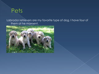 Labrador retrievers are my favorite type of dog. I have four of
   them at he moment.
 