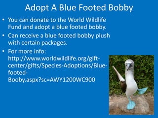 Adopt A Blue Footed Bobby
• You can donate to the World Wildlife
  Fund and adopt a blue footed bobby.
• Can receive a blue footed bobby plush
  with certain packages.
• For more info:
  http://www.worldwildlife.org/gift-
  center/gifts/Species-Adoptions/Blue-
  footed-
  Booby.aspx?sc=AWY1200WC900
 