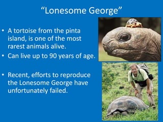 “Lonesome George”
• A tortoise from the pinta
  island, is one of the most
  rarest animals alive.
• Can live up to 90 years of age.

• Recent, efforts to reproduce
  the Lonesome George have
  unfortunately failed.
 