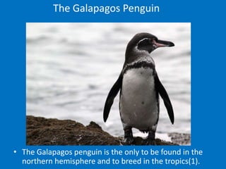 The Galapagos Penguin




• The Galapagos penguin is the only to be found in the
  northern hemisphere and to breed in the tropics(1).
 