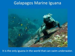Galapagos Marine Iguana




It is the only iguana in the world that can swim underwater.
 