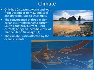 Climate
• Only had 2 seasons, warm and wet
  from December to May, and cool
  and dry from June to December.
• The convergence of three major
  oceanic currents(panama current,
  South Equatorial Current, Peru
  current) brings an incredible mix of
  marine life to Galapagos(1).
• The climate is also affected by the
  ocean currents.
 