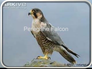 Peregrine Falcon
By Brandon Zhang
 