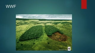 WWF
 