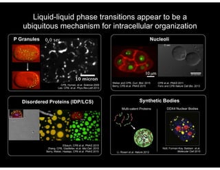 Elbaum, CPB et.al. PNAS 2015
Zhang, CPB, Gladfelter, et.al. Mol.Cell. 2015
Berry, Weber, Haataja, CPB et.al. PNAS 2015
Weber and CPB, Curr. Biol. 2015
Berry, CPB et.al. PNAS 2015
Disordered Proteins (IDP/LCS)
CPB, Hyman, et.al. Science 2009
Lee, CPB, et.al. Phys.Rev.Lett 2013
P Granules
Liquid-liquid phase transitions appear to be a
ubiquitous mechanism for intracellular organization
Nucleoli
Synthetic Bodies
Nott, Forman-Kay, Baldwin et.al.
Molecular Cell 2015Li, Rosen et.al. Nature 2012
Multi-valent Proteins DDX4 Nuclear Bodies
CPB et.al. PNAS 2011
Feric and CPB Nature Cell Bio. 2013
 