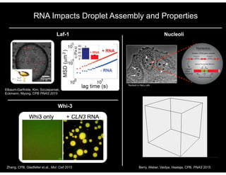 RNA Impacts Droplet Assembly and Properties
Laf-1
Elbaum-Garfinkle, Kim, Szczepaniak,
Eckmann, Myong, CPB PNAS 2015
Nucleoli
Nucleoli in HeLa cells
Intergenic
spacer
18s 5.8s 26s
ITS1 ITS2nascent
rRNA
transcript
Tandem rDNA gene repeats
Nucleolus
Intergenic
spacer
Internal Transcribed Spacers
Ribosomal subunits
Zhang, CPB, Gladfelter et.al., Mol. Cell 2015 Berry, Weber, Vaidya, Haataja, CPB, PNAS 2015
Whi-3
 