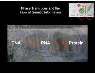 DNA RNA Protein
Phase Transitions and the
Flow of Genetic Information
 