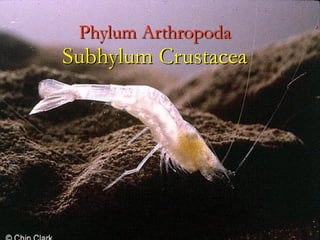 Phylum Arthropoda 
Subhylum Crustacea
 