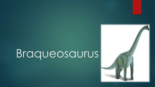 Braqueosaurus
 