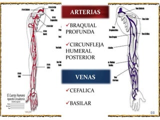braquial-posterior-latarjet-pptx
