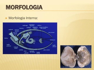 MORFOLOGIA
 Morfologia Interna:
 