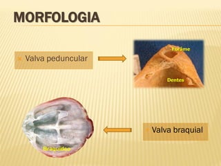 MORFOLOGIA
 Valva peduncular
Braquídeo
 Valva braquial
 