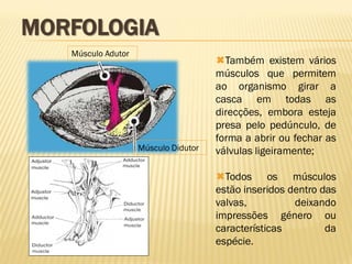 Músculo Didutor
Músculo Adutor
Também existem vários
músculos que permitem
ao organismo girar a
casca em todas as
direcções, embora esteja
presa pelo pedúnculo, de
forma a abrir ou fechar as
válvulas ligeiramente;
Todos os músculos
estão inseridos dentro das
valvas, deixando
impressões género ou
características da
espécie.
MORFOLOGIA
 