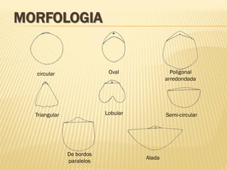 MORFOLOGIA
circular Oval Poligonal
arredondada
Triangular Lobular Semi-circular
De bordos
paralelos
Alada
 