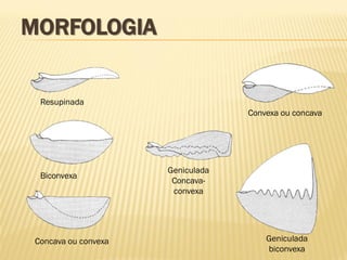 MORFOLOGIA
Convexa ou concava
Biconvexa
Concava ou convexa
Geniculada
Concava-
convexa
Resupinada
Geniculada
biconvexa
 