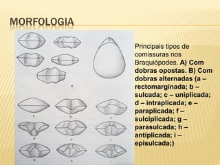 MORFOLOGIA
Principais tipos de
comissuras nos
Braquiópodes. A) Com
dobras opostas. B) Com
dobras alternadas (a –
rectomarginada; b –
sulcada; c – uniplicada;
d – intraplicada; e –
paraplicada; f –
sulciplicada; g –
parasulcada; h –
antiplicada; i –
episulcada;)
 