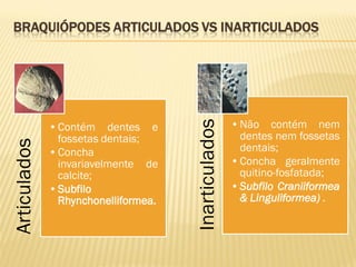 BRAQUIÓPODES ARTICULADOS VS INARTICULADOS
Articulados
•Contém dentes e
fossetas dentais;
•Concha
invariavelmente de
calcite;
•Subfilo
Rhynchonelliformea.
Inarticulados
•Não contém nem
dentes nem fossetas
dentais;
•Concha geralmente
quitino-fosfatada;
•Subfilo Craniiformea
& Linguliformea) .
 