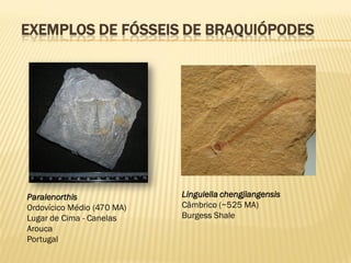 EXEMPLOS DE FÓSSEIS DE BRAQUIÓPODES
Paralenorthis
Ordovícico Médio (470 MA)
Lugar de Cima - Canelas
Arouca
Portugal
Lingulella chengjiangensis
Câmbrico (~525 MA)
Burgess Shale
 