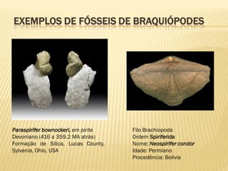 EXEMPLOS DE FÓSSEIS DE BRAQUIÓPODES
Paraspirifer bownockeri, em pirite
Devoniano (416 a 359.2 MA atrás)
Formação de Sílica, Lucas County,
Sylvania, Ohio, USA
Filo Brachiopoda
Ordem Spiriferida
Nome: Neospirifer condor
Idade: Permiano
Procedência: Bolivia
 