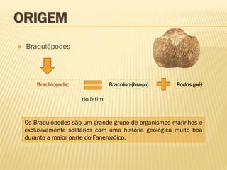 ORIGEM
 Braquiópodes
:
do latim
Podos (pé)
Brachion (braço)
Os Braquiópodes são um grande grupo de organismos marinhos e
exclusivamente solitários com uma história geológica muito boa
durante a maior parte do Fanerozóico.
 