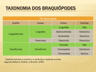 TAXONOMIA DOS BRAQUIÓPODES
Filo: Bachiopoda
Subfilo Classe Ordem Extintas
Linguiliformea
Lingulata
Linguilida Não
Siphonotretida Ordovícico
Acrotretida Devónico
Paterinata Paterinida Ordovícico
Craniformea Craniforma
Craniida Não
Craniopsida Carbónico
Trimerellida Silúrico
* Espécies extintas a cinzento e a verde são a espécies actuais,
segundo Williams, Carlson, e Brunton, 2000.
 