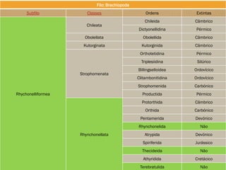 Filo: Brachiopoda
Subfilo Classes Ordens Extintas
Rhychonelliformea
Chileata
Chileida Câmbrico
Dictyonellidina Pérmico
Obolellata Obolellida Câmbrico
Kutorginata Kutorginida Câmbrico
Strophomenata
Orthotetidina Pérmico
Triplesiidina Silúrico
Billingselloidea Ordovícico
Clitambonitidina Ordovícico
Strophomenida Carbónico
Productida Pérmico
Rhynchonellata
Protorthida Câmbrico
Orthida Carbónico
Pentamerida Devónico
Rhynchonelida Não
Atrypida Devónico
Spiriferida Jurássico
Thecideida Não
Athyridida Cretácico
Terebratulida Não
 