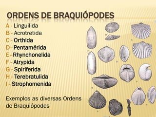ORDENS DE BRAQUIÓPODES
A - Linguilida
B - Acrotretida
C - Orthida
D–Pentamérida
E–Rhynchonelida
F - Atrypida
G - Spiriferida
H - Terebratulida
I - Strophomenida
Exemplos as diversas Ordens
de Braquiópodes
 