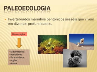 PALEOECOLOGIA
 Invertebrados marinhos bentónicos sésseis que vivem
em diversas profundidades.
Alimentação
• Diatomáceas;
• Radiolários;
• Foraminíferos;
• Argilas;
• Areias
 