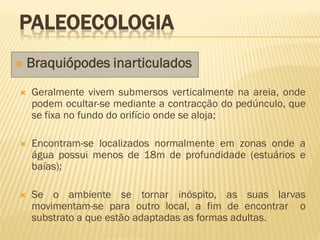  Braquiópodes inarticulados
PALEOECOLOGIA
 Geralmente vivem submersos verticalmente na areia, onde
podem ocultar-se mediante a contracção do pedúnculo, que
se fixa no fundo do orifício onde se aloja;
 Encontram-se localizados normalmente em zonas onde a
água possui menos de 18m de profundidade (estuários e
baías);
 Se o ambiente se tornar inóspito, as suas larvas
movimentam-se para outro local, a fim de encontrar o
substrato a que estão adaptadas as formas adultas.
 