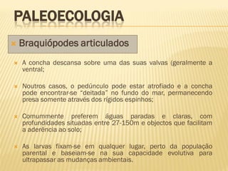  Braquiópodes articulados
PALEOECOLOGIA
 A concha descansa sobre uma das suas valvas (geralmente a
ventral;
 Noutros casos, o pedúnculo pode estar atrofiado e a concha
pode encontrar-se “deitada” no fundo do mar, permanecendo
presa somente através dos rígidos espinhos;
 Comummente preferem águas paradas e claras, com
profundidades situadas entre 27-150m e objectos que facilitam
a aderência ao solo;
 As larvas fixam-se em qualquer lugar, perto da população
parental e baseiam-se na sua capacidade evolutiva para
ultrapassar as mudanças ambientais.
 