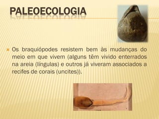  Os braquiópodes resistem bem às mudanças do
meio em que vivem (alguns têm vivido enterrados
na areia (língulas) e outros já viveram associados a
recifes de corais (uncites)).
PALEOECOLOGIA
 