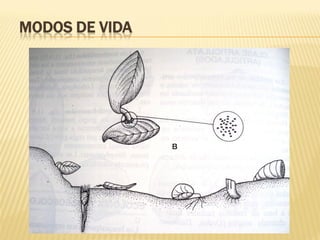MODOS DE VIDA
 
