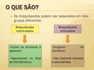 O QUE SÃO?
 Os braquiópodes podem ser separados em dois
grupos diferentes:
Braquiópodes
inarticulados
• Foram os primeiros a
aparecer;
• Apareceram no final
do Pré-Câmbrico;
Braquiópodes
articulados
• Surgiram no
Câmbrico;
• São bastante diversos
e abundantes;
 