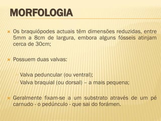  Os braquiópodes actuais têm dimensões reduzidas, entre
5mm a 8cm de largura, embora alguns fósseis atinjam
cerca de 30cm;
 Possuem duas valvas:
 Valva peduncular (ou ventral);
 Valva braquial (ou dorsal) – a mais pequena;
 Geralmente fixam-se a um substrato através de um pé
carnudo - o pedúnculo - que sai do forámen.
MORFOLOGIA
 
