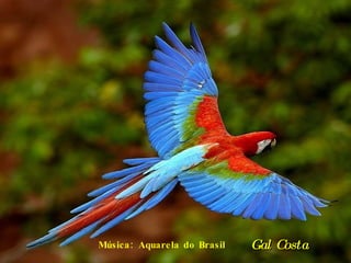 Música: Aquarela do Brasil Gal Costa 