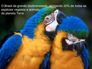 O Brasil da grande biodiversidade, abrigando 20% de todas as  espécies vegetais e animais do planeta Terra. 