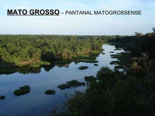 MATO GROSSO  – PANTANAL MATOGROSSENSE 
