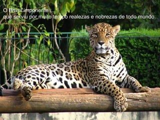 O Brasil imponente ... que serviu por muito tempo realezas e nobrezas de todo mundo. 