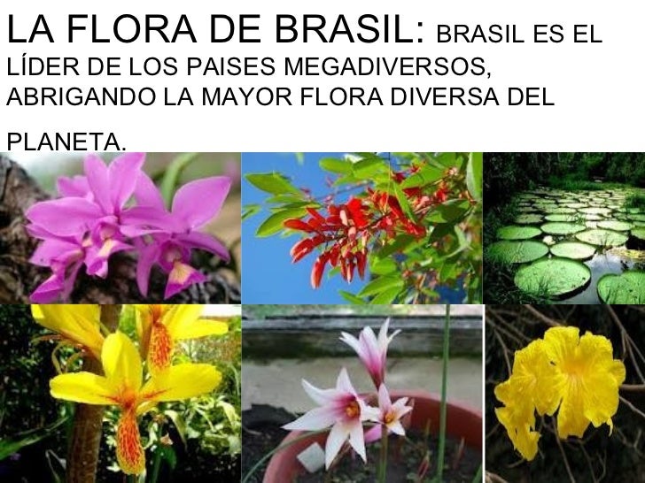 Resultado de imagen de flora de brasil